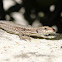 Common wall lizard - Lézard des murailles