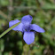 Fringed Gentian