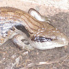 Eastern Blue Tongued Lizard