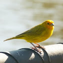 Canario-da-terra (Saffron Finch)