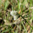 Grass flowers