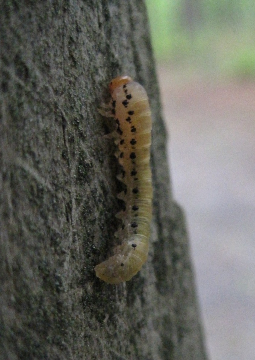 Unknown Sawfly Larva