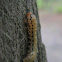 Unknown Sawfly Larva