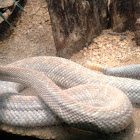 Aruba Island Rattlesnake