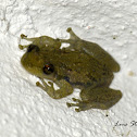 Stauffer's Long-nosed Treefrog