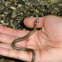 Ringelnatter / Grass snake