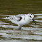 Sanderling