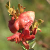 Red leaf fungus gall