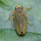 "gold-dusted" leafhopper