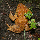 Common toad