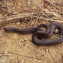 Ground Snake