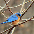 Beautiful bluebirds of the SE