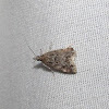 Scopariinae moth