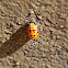 Multicolored Asian Lady Beetle Pupa