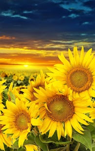 How to mod Sunflower Live Wallpaper lastet apk for bluestacks