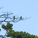 Orange-Chinned Parakeet
