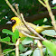 Masked Weaver