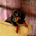 Dachshund Live Wallpaper logo