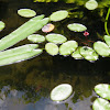 Narrow-leaf pond lily