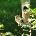 Rose-Breasted Grosbeak