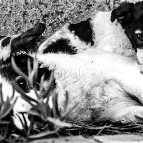 by Karim Sabbagh - Animals - Dogs Puppies