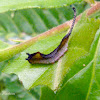 Puss moth caterpillar (2nd instar)