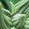 Bean Weevil