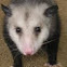 Possum