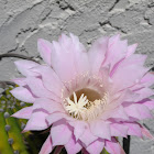 Barrel Cactus Blossom