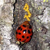 Multicolored Asian Lady Beetle