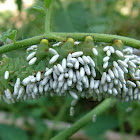 Tomato Horn Worm and Wasp Parasites