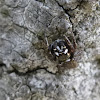 Jumping spider