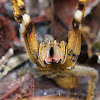 Brazilian Wandering Spider