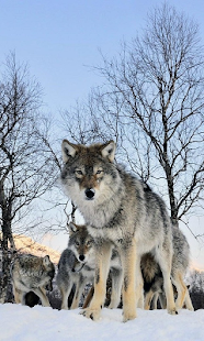 How to install Wolves Live Wallpaper lastet apk for android