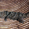 Turner’s Thick-toed Gecko