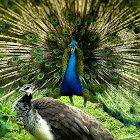 Peakock and Peahen