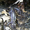 Spotted Salamander