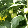 Sanibel tomato