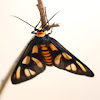 Black Thorax Wasp Moth