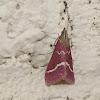Volupial Pyrausta (moth)