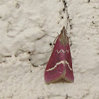 Volupial Pyrausta (moth)