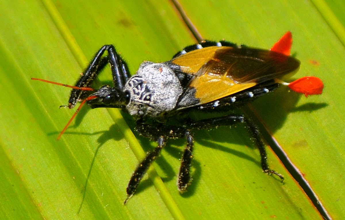 Bee Killer Assassin bug