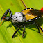 Bee Killer Assassin bug