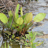Common Water-plantain