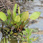 Common Water-plantain