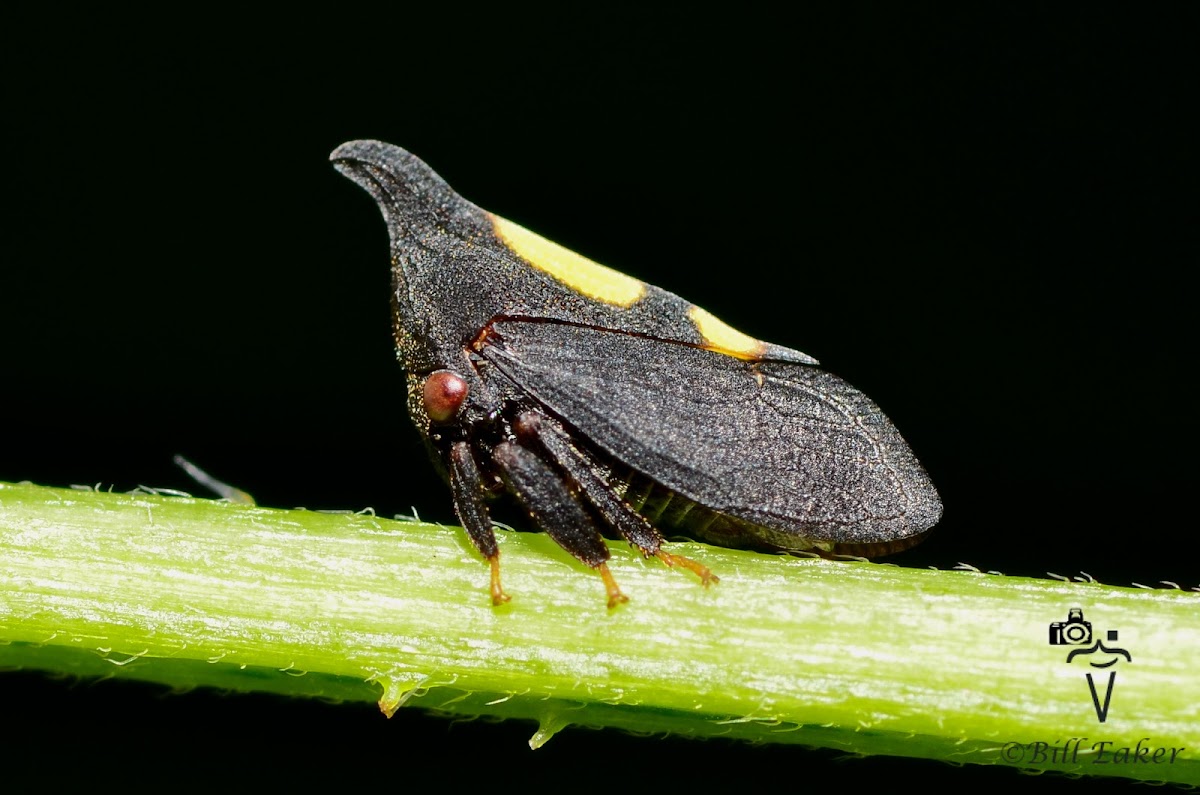 Two Marked Treehopper