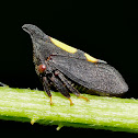 Two Marked Treehopper