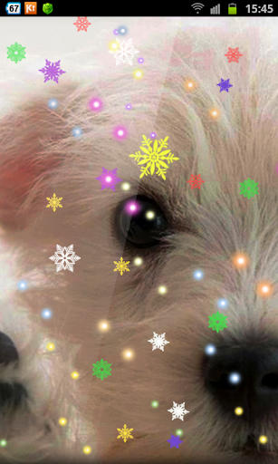 Doggies Angry New Year HD LWP