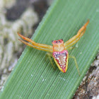 Triangular spider