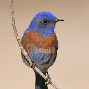 Western Bluebird by Terry Sohl - Animals Birds